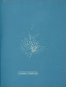 Ceramium Diaphanum by Anna Atkins