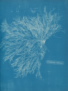 Ceramium Rubrum