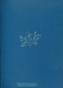 Cystoseira barbata by Anna Atkins
