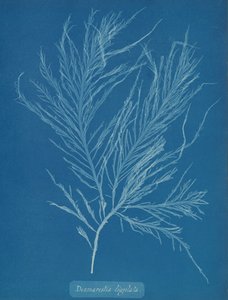 Desmarestia Liqulata