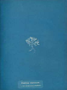 Diatoma Marinum on Ceramium Rubrum