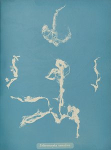 Enteromorpha ramulosa by Anna Atkins