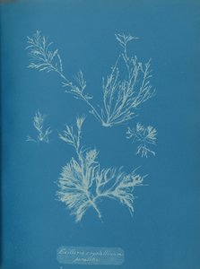 Exillaria Crystallinum Parasitic