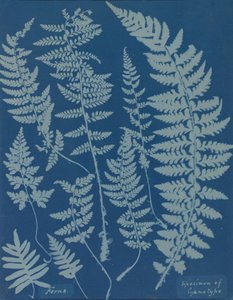 Ferns. Specimen of Cyanotype, 1840s