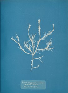 Fucus aeruginosus Turner. Med. Sea Sisbon New to Britain, ca. 1853