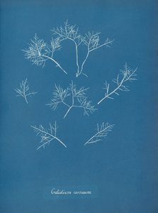 Gelidium corneum, ca. 1853 by Anna Atkins