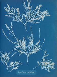 Gelidium Rostratum