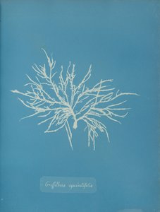 Griffithsia Equisetifolia by Anna Atkins