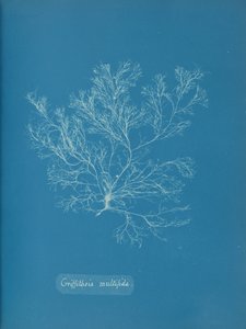 Griffithsia Multiflida by Anna Atkins