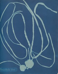 Himanthalia Lorea by Anna Atkins