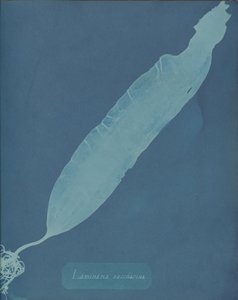 Laminaria saccharina by Anna Atkins