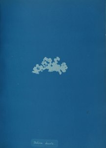 Padina deusta, ca. 1853 by Anna Atkins