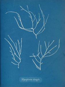Polysiphonia Elongata