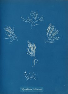 Polysiphonia fruticulosa, ca. 1853