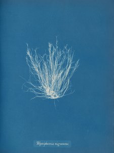 Polysiphonia nigrescens by Anna Atkins