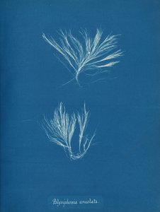 Polysiphonia Urceolata by Anna Atkins
