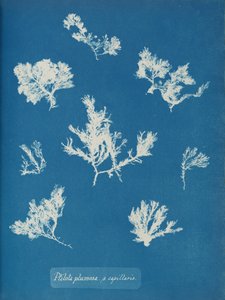 Ptilota plumosa. ß capillaris, ca. 1853