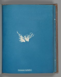 Schizonema implicatum by Anna Atkins