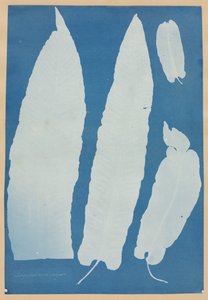 Scolopendrium Vulgare by Anna Atkins