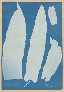 Scolopendrium Vulgare by Anna Atkins