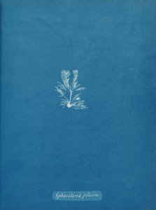 Sphacelaria Filicina