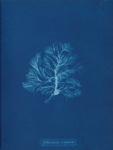 Sphacelaria scoparia by Anna Atkins