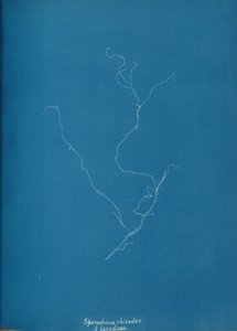 Sporochnius rhizodes ß paracloxa by Anna Atkins