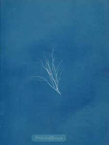Striaria Attenuata by Anna Atkins