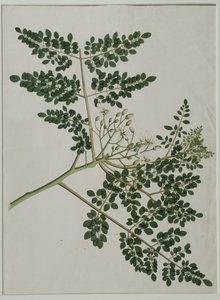 Moringa oleifera, also called horse-radish tree, or drumstick tree