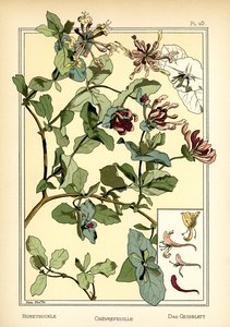 The Honeysuckle