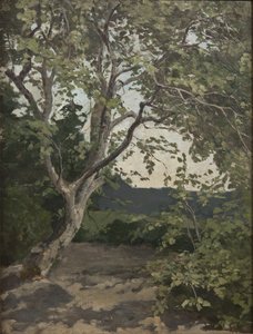 A Tree Study