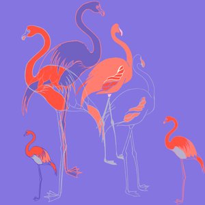 Flamingoes