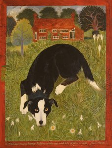 Collie Dog