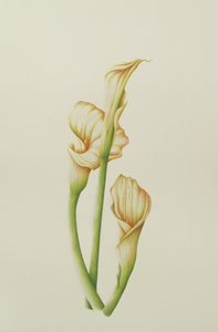 Arum Lily, 2001 by Annabel Barrett