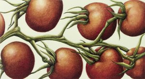 Tomato Vine, 1999