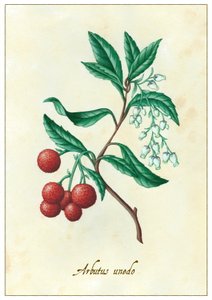 Arbutus Unedo by Annalisa Morrocco
