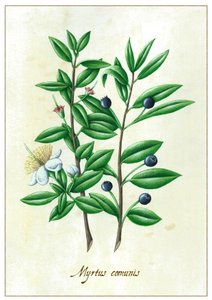 Myrtus communies, 2015 by Annalisa Morrocco