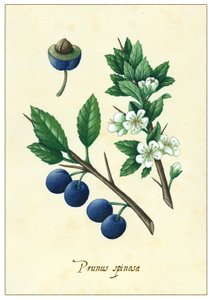 Prunus spinosa