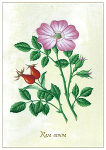 Rosa canina