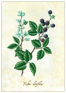 Rubus Ulmifolius