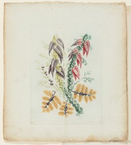 Plate, from New Suite of Notebooks of Ideal Flowers for Use by Draftsmen and Painters