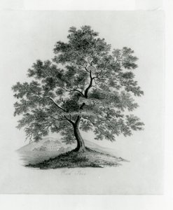 Oak Tree