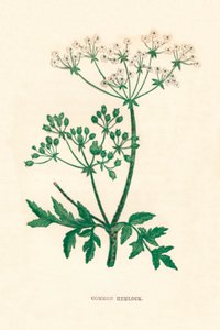 Common Hemlock, c1891 by Anne Pratt
