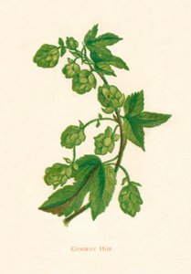 Common Hop, c1891