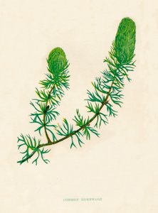 Common Hornwort