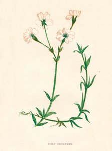 Field Chickweed