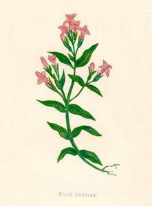 Field Gentian by Anne Pratt
