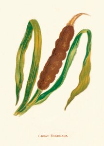 Great Reedmace by Anne Pratt