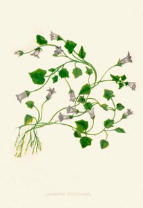 Ivy-Leaved Bellflower by Anne Pratt