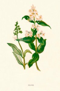 Privet